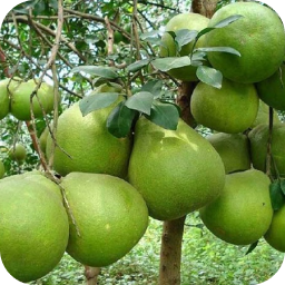 Bưởi