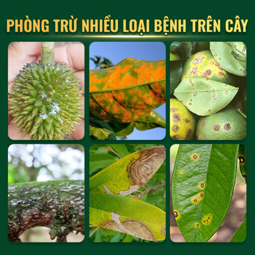 công dụng trừ nấm bệnh Amicol