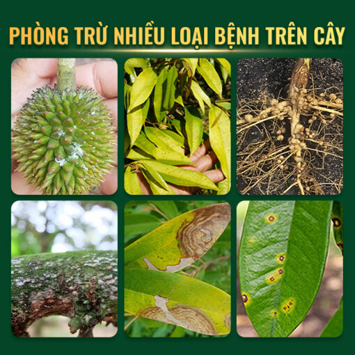 Japa Vil 110 SC Thủy Sính trị được nhiều nấm bệnh