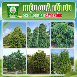 Sử dụng siêu Amino