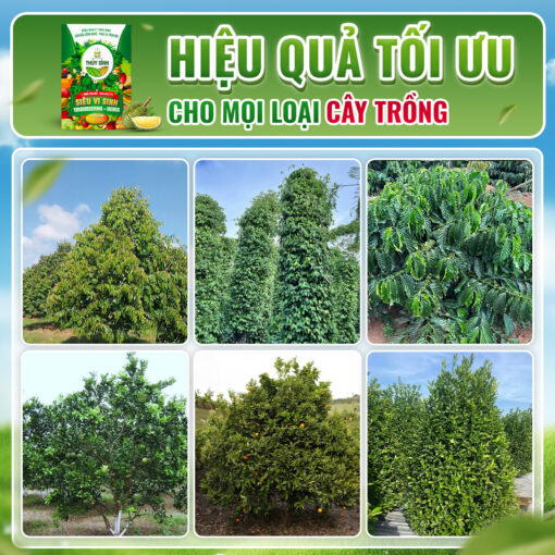 Hiệu quả sử dụng siêu vi sinh