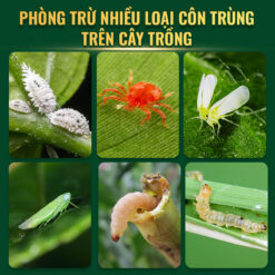 Phòng trừ côn trùng với Abagent 500W