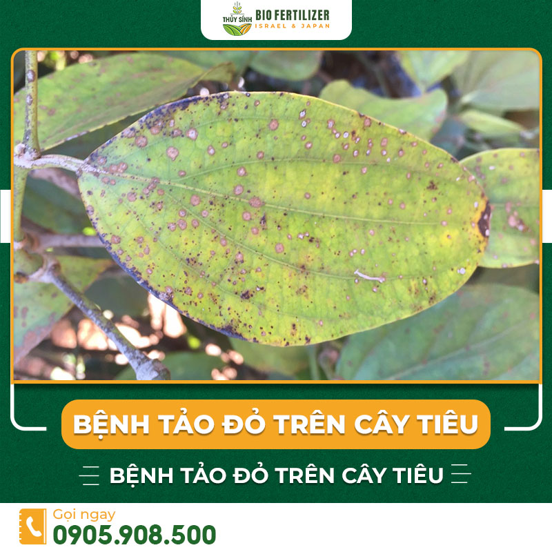 bệnh tảo đỏ trên cây tiêu