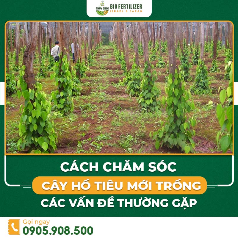 Cách chăm sóc cây hồ tiêu mới trồng