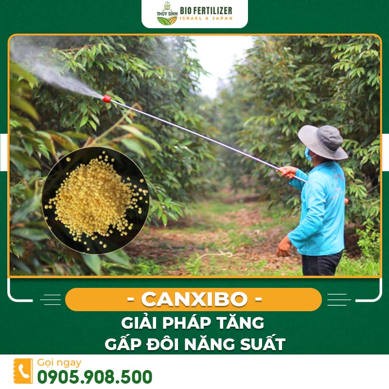 Canxi Bo