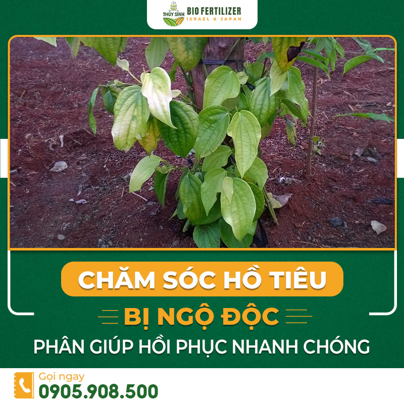 Hồ tiêu bị ngộ độc phân