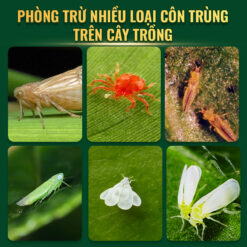Cồn dụng cessin 600WP
