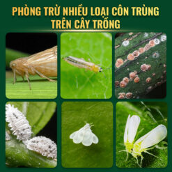 Phòng trừ côn trùng hiệu quả với Diệt rầy 277WP