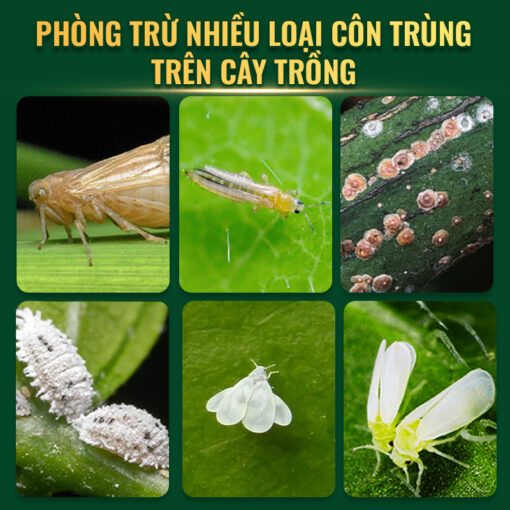 Phòng trừ côn trùng hiệu quả với Diệt rầy 277WP