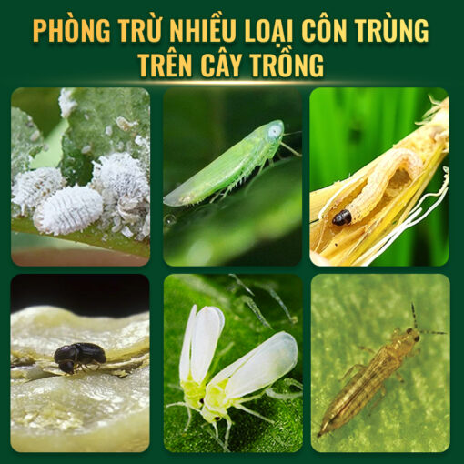 Ledan hiêu quả đặc trị nhiều loại côn trùng