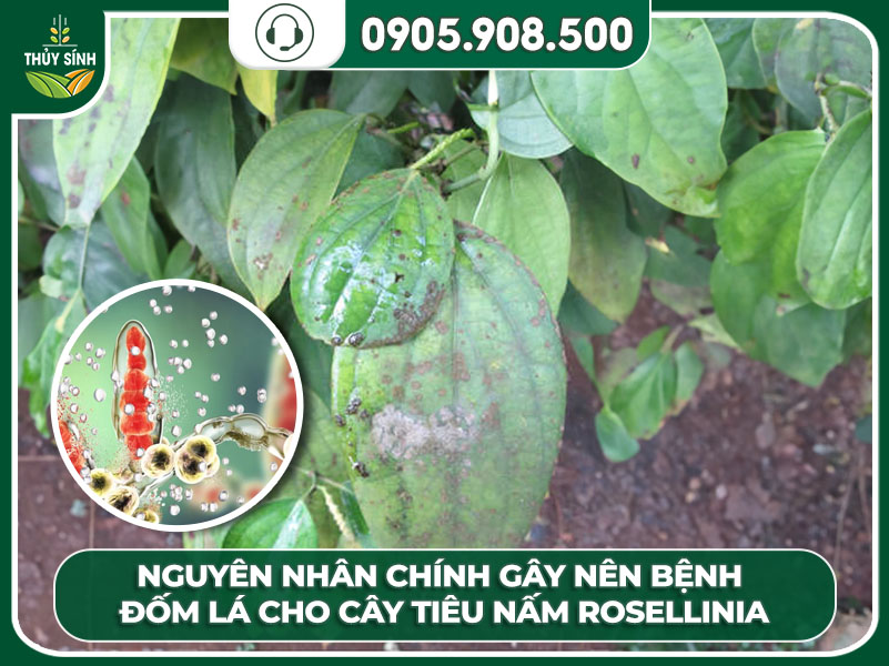 Bệnh Đốm Lá Trên Cây Tiêu: Biện Pháp Phòng Trừ Đơn Giản Nhất
