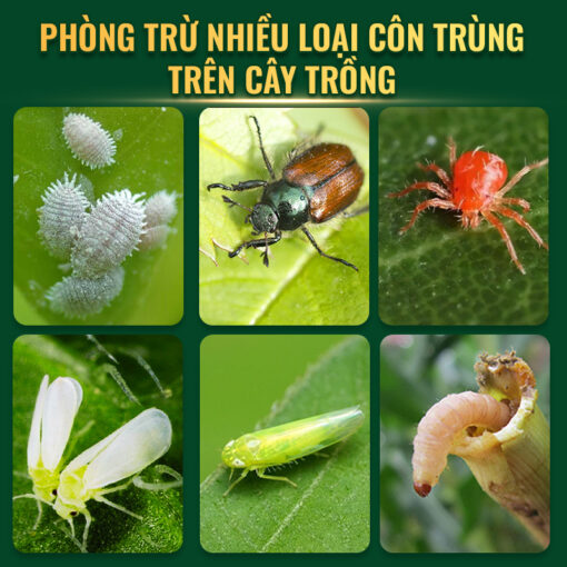 phòng côn trùng Prodife's 8WG