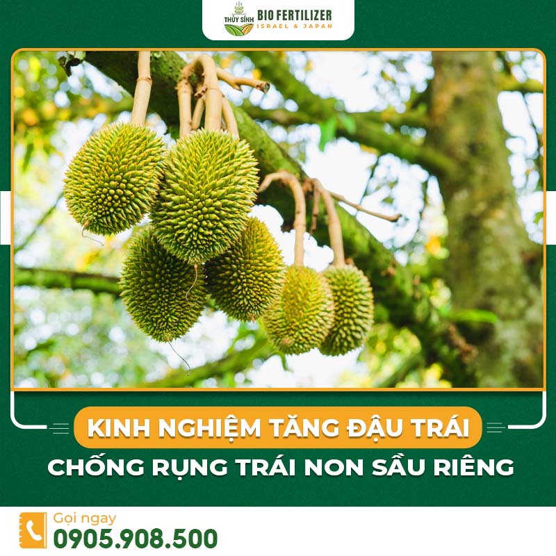 sầu riêng rụng trái non