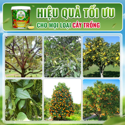 Hiệu quả gel tưới 15 5 25