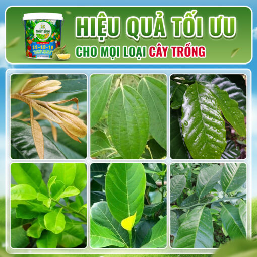 Hiệu quả sử dụng gel tưới gốc 30 10 10