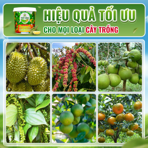 hiệu quả sử dụng gel tưới 12 12 36