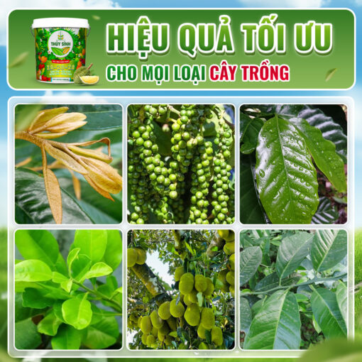 sử dụng gel tưới gốc 20-20-20
