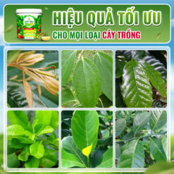 sử dụng phân xô bột NPK 20-20-20