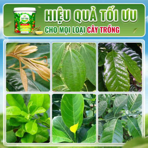 sử dụng phân xô bột NPK 20-20-20