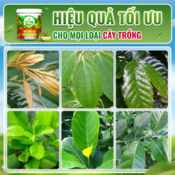 Hiệu quả NPK 30-10-10