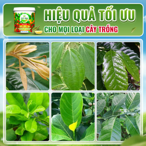 Hiệu quả NPK 30-10-10