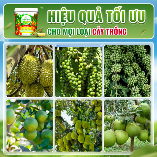 NPK BỘT TINH KHIẾT 99% 12 - 12 - 36 - Hình ảnh 5