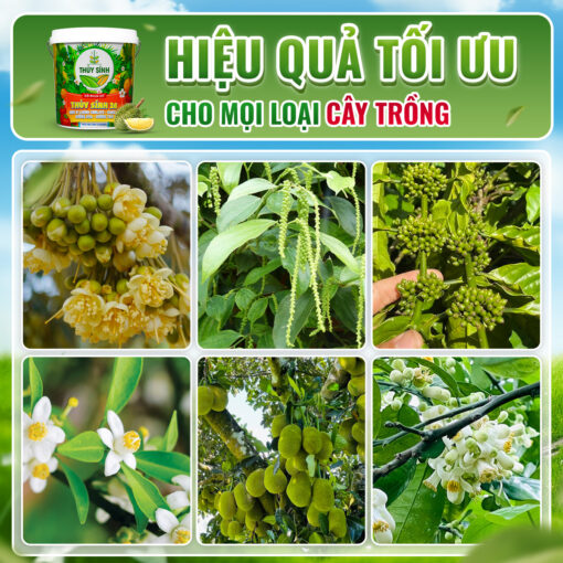 Sử dụng Thủy Sính 26