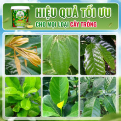 Hiệu quả sử dụng phân thủy sính 20