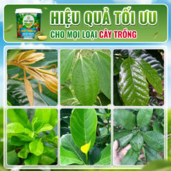 Hiệu quả phân xô thủy sính 22