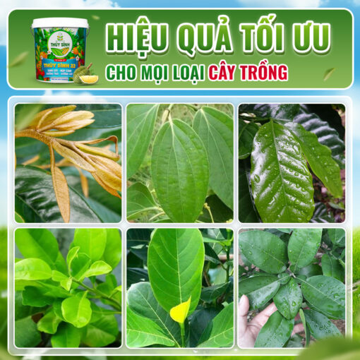 Hiệu quả phân xô thủy sính 22
