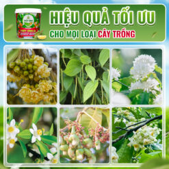 hiệu quả phân xô thủy sính 23
