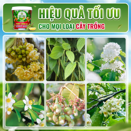 hiệu quả phân xô thủy sính 23