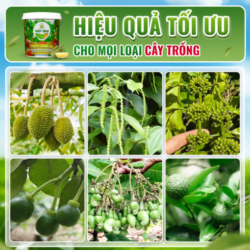 Hiệu quả phân xô Thủy Sính 24