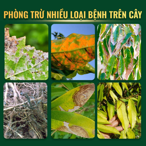 Yoshino trị được nhiều nấm bệnh