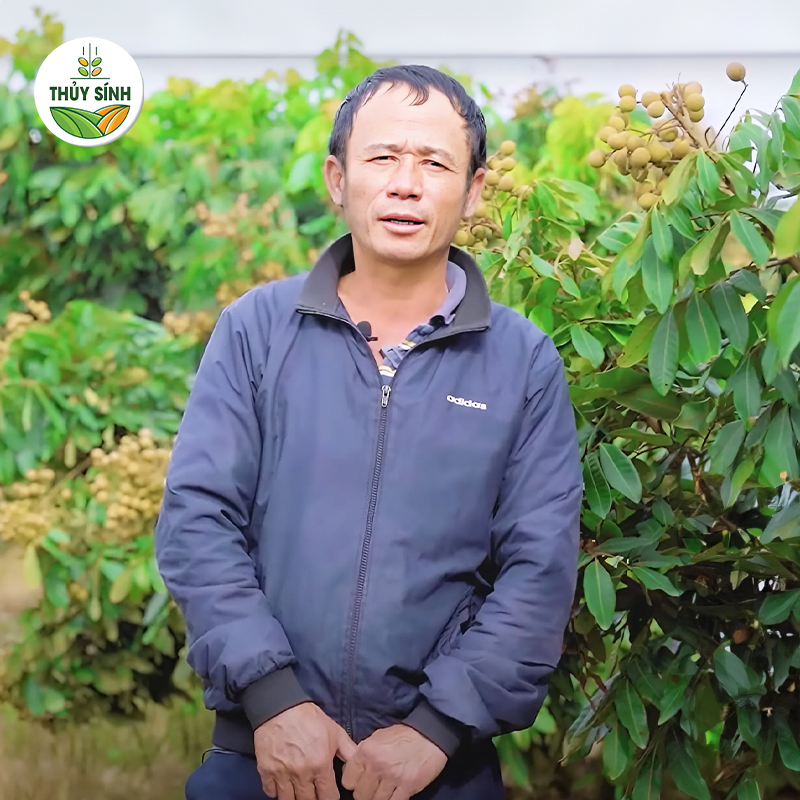Anh Xuất - cây nhãn