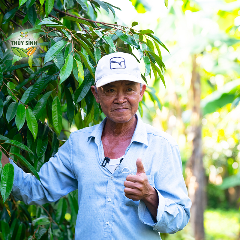 Kiên Giang - Chú Phụng - Cây sầu riêng