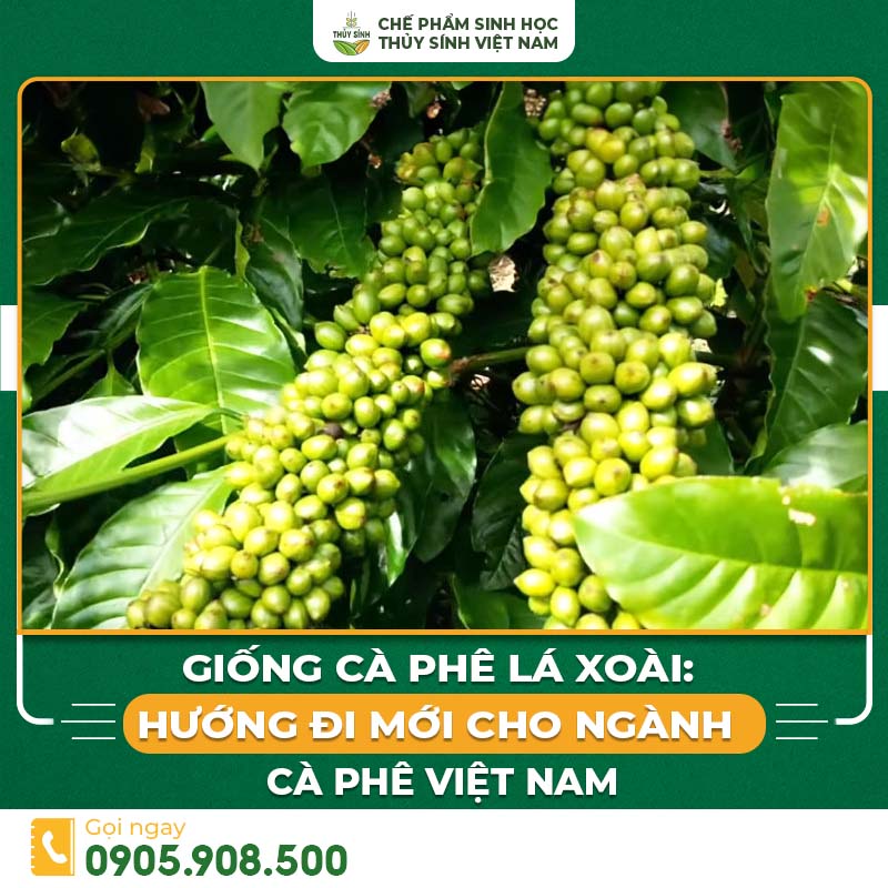 Cà phê lá xoài