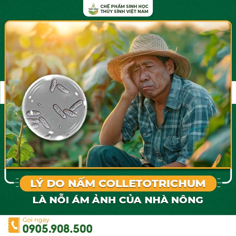 Nấm Colletotrichum