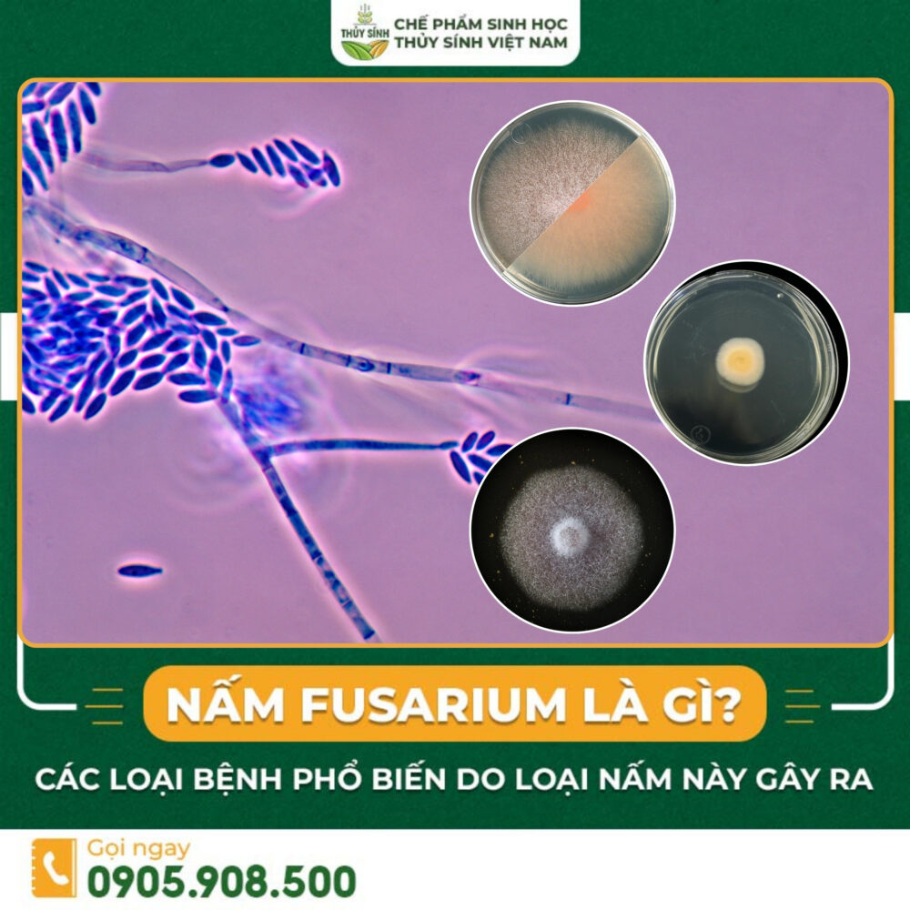 nấm Fusarium spp