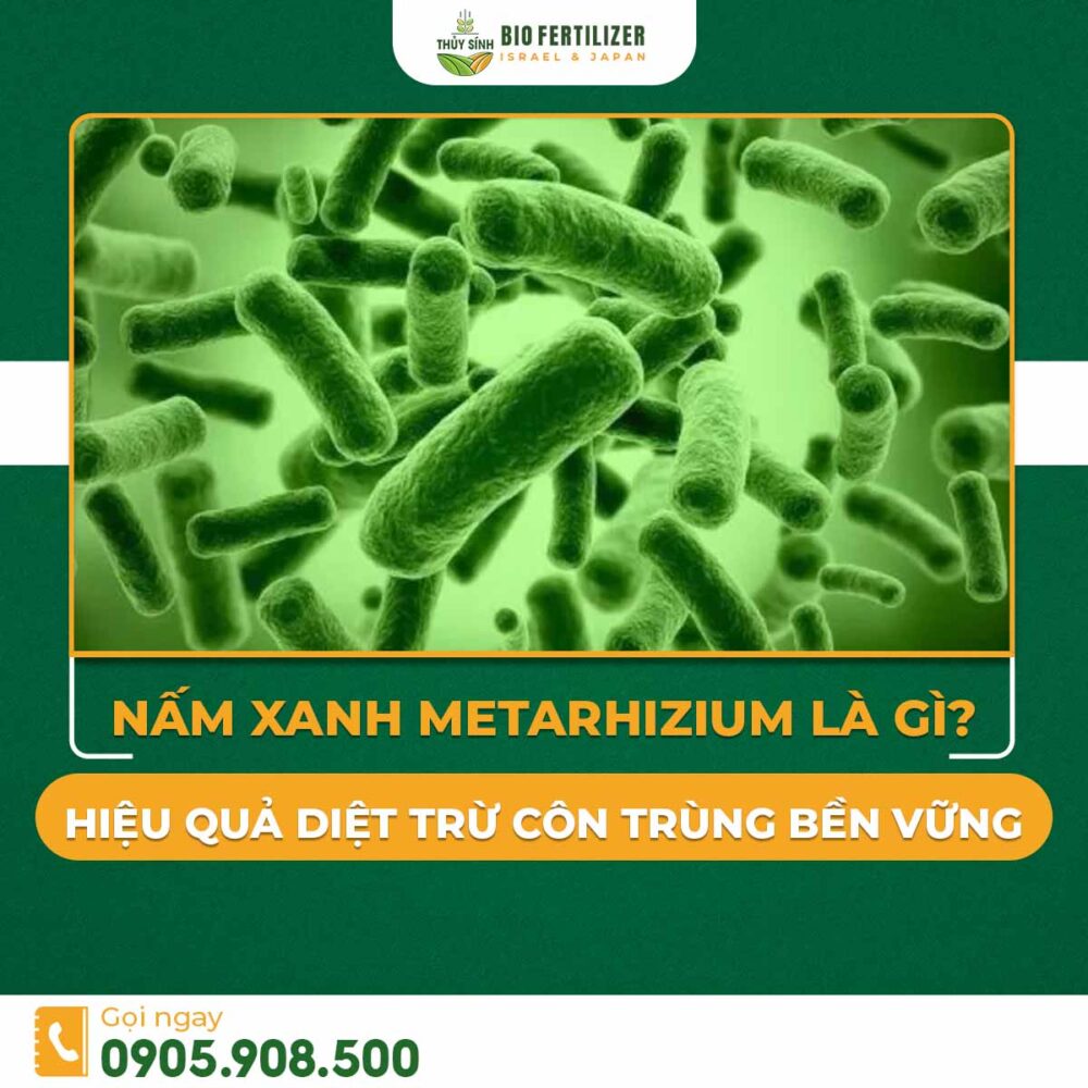 Nấm xanh Metarhizium