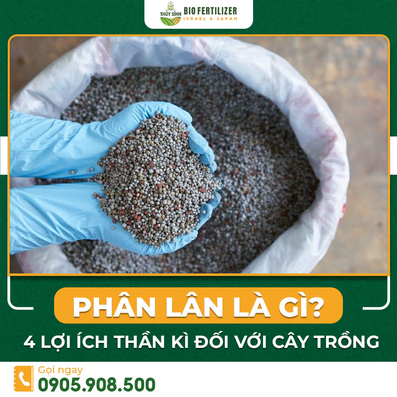 Phân lân