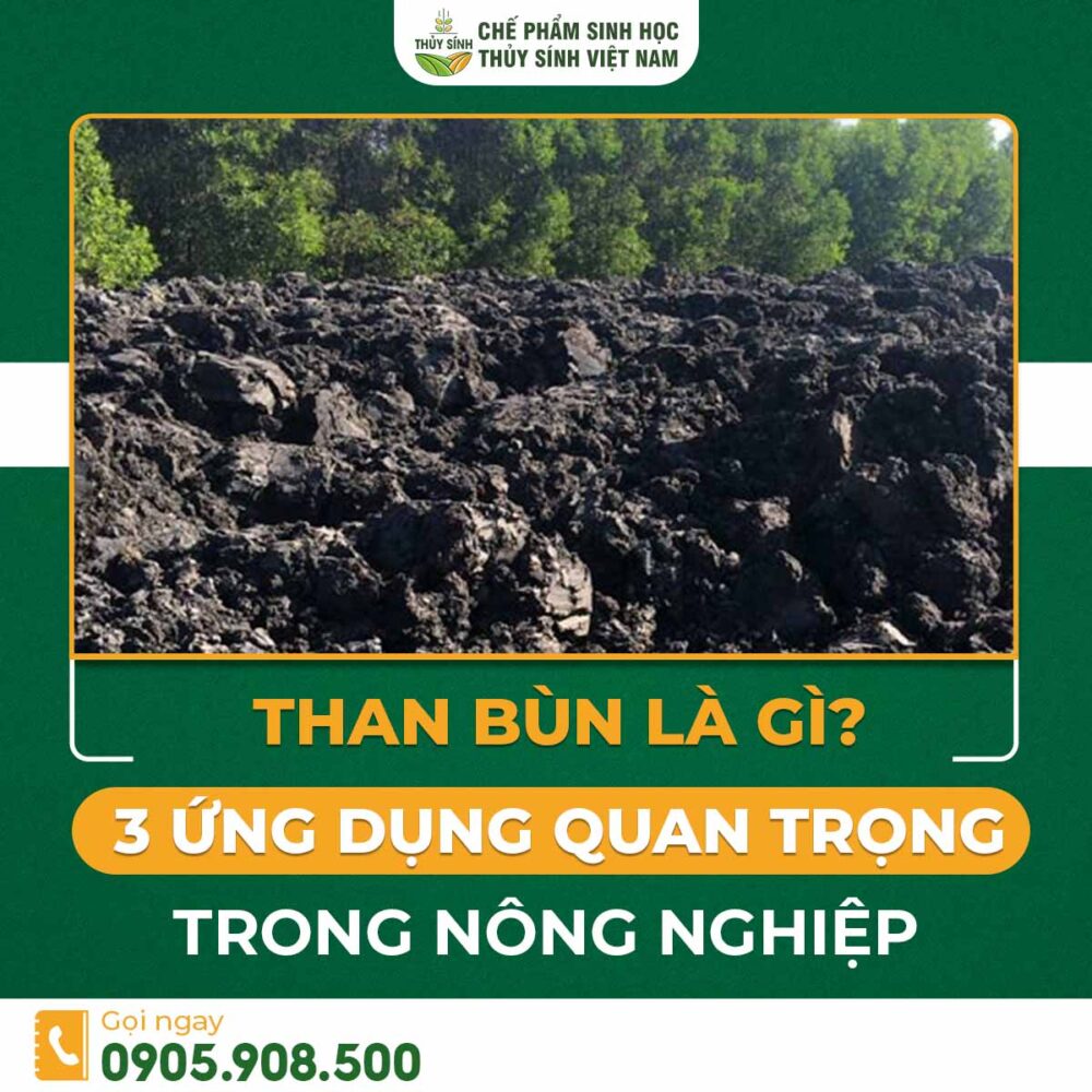 than bùn là gì