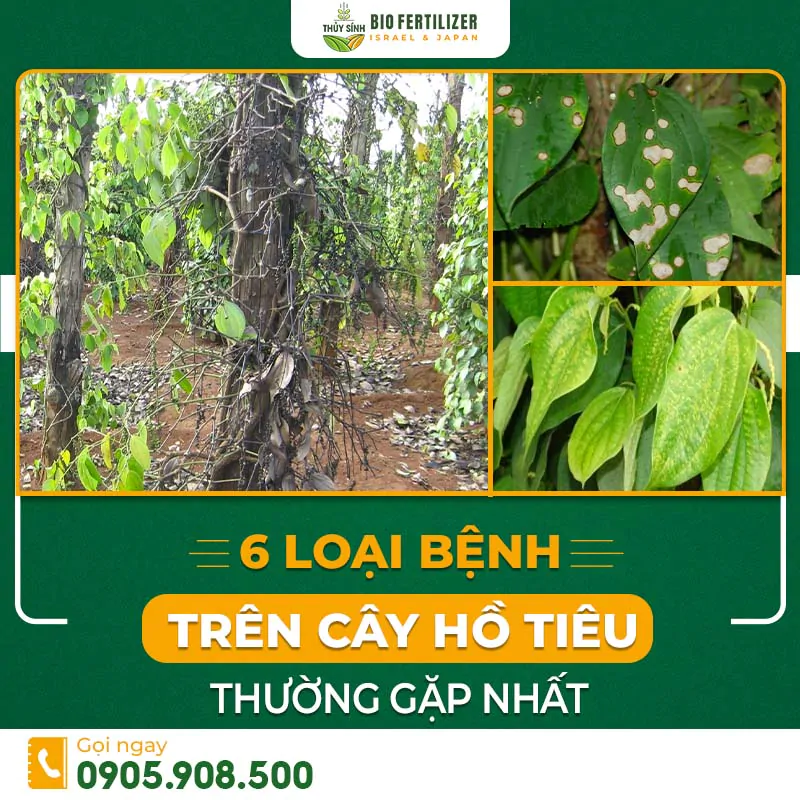 bệnh thường gặp ở cây tiêu