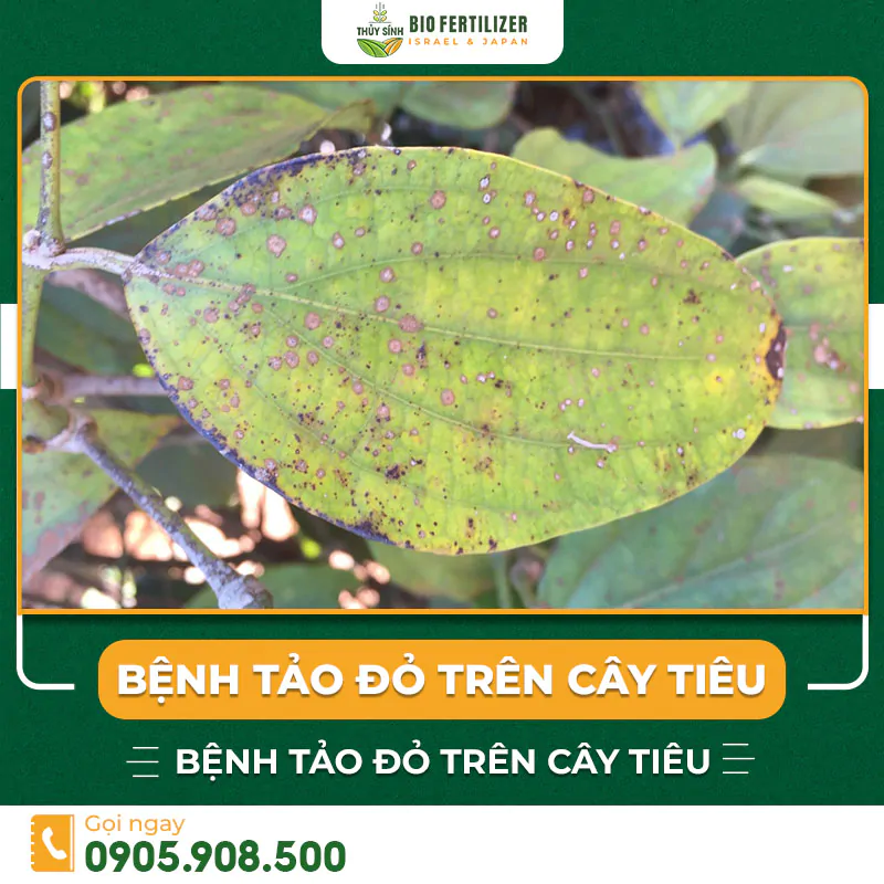 bệnh tảo đỏ trên cây tiêu