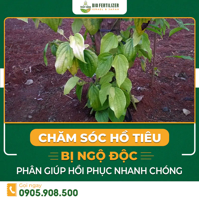 Hồ tiêu bị ngộ độc phân