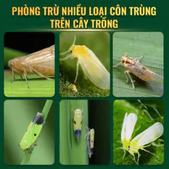 khongray 54WP hiệu quả phòng trừ côn trùng