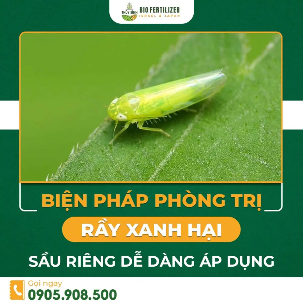 Rầy xanh hại sầu riêng