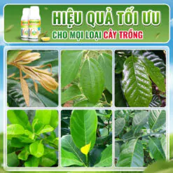 Hiệu quả sử dụng Thủy Sính 30