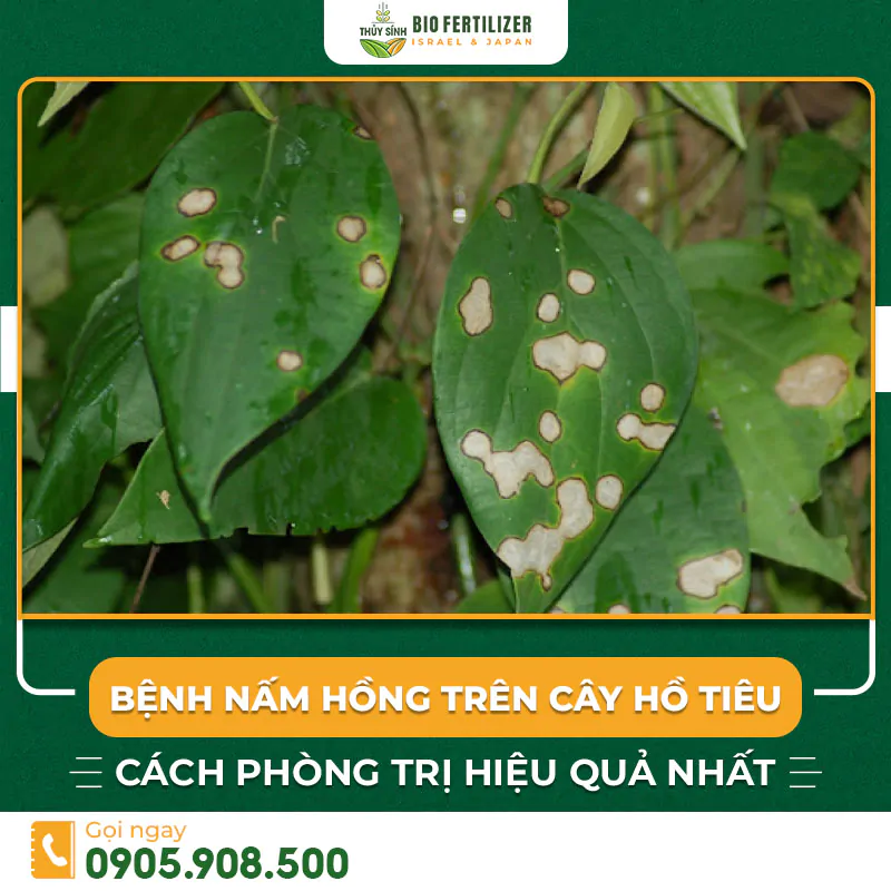 bệnh nấm hồng trên cây tiêu